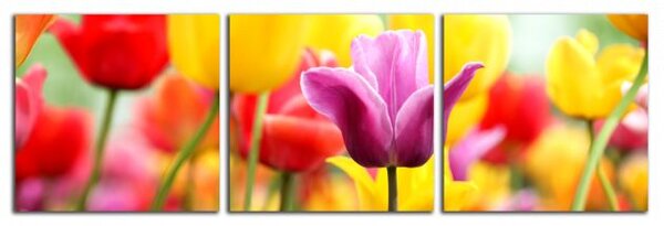 Obraz na plátně Barevné tulipány panorama