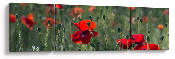 Obraz - Louka s Vlčími máky (170x50 cm)