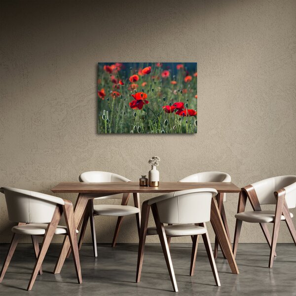 Obraz - Louka s Vlčími máky (70x50 cm)