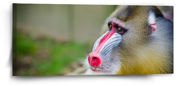 Sablio Obraz Mandril - 110x50 cm