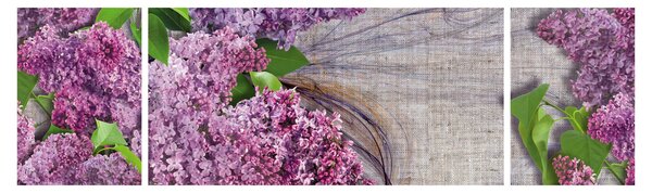 Obraz - Šeřík (170x50 cm)