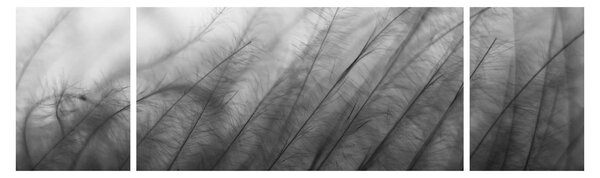 Obraz - Tráva ve větru (170x50 cm)