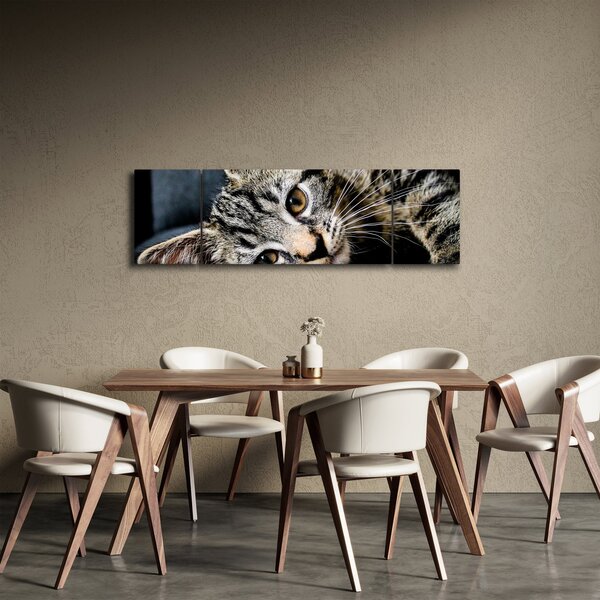 Obraz - Kotě (170x50 cm)