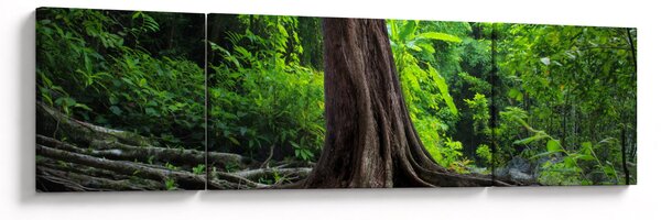 Obraz - Starý strom s kořeny (170x50 cm)