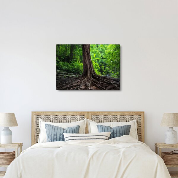 Obraz - Starý strom s kořeny (70x50 cm)