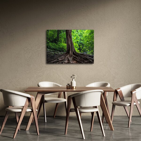 Obraz - Starý strom s kořeny (70x50 cm)