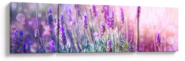 Obraz - Levandule ve třpytu slunce (170x50 cm)