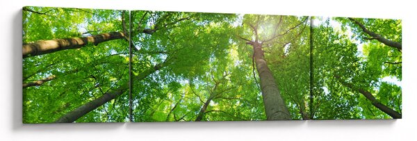 Obraz - Les (170x50 cm)