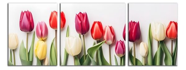 Obraz na plátně Různobarevné tulipány