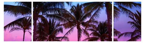 Obraz - Palmy v Miami (170x50 cm)