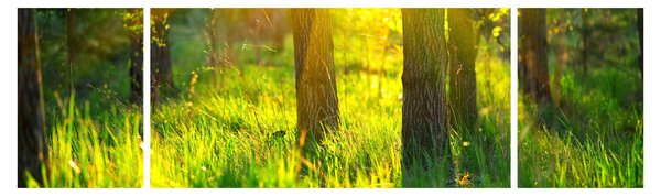 Obraz - Jarní probouzení lesa (170x50 cm)