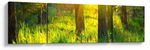 Obraz - Jarní probouzení lesa (170x50 cm)