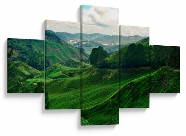 Obraz - Čajové plantáže v Malajsii (125x70 cm)