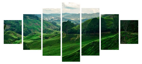 Obraz - Čajové plantáže v Malajsii (210x100 cm)
