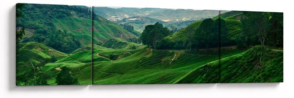 Obraz - Čajové plantáže v Malajsii (170x50 cm)