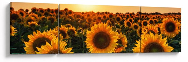 Obraz - Slunečnice (170x50 cm)