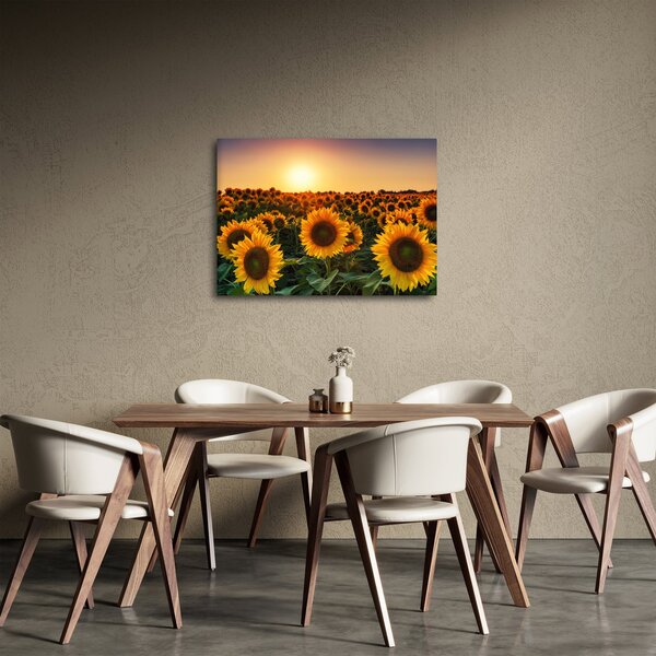 Obraz - Slunečnice (70x50 cm)