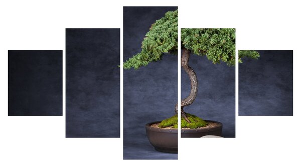 Obraz - Bonsai (125x70 cm)
