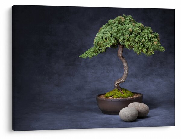 Obraz - Bonsai (70x50 cm)