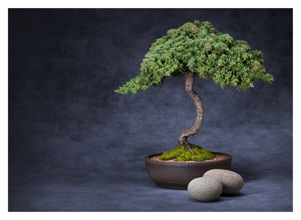 Obraz - Bonsai (70x50 cm)