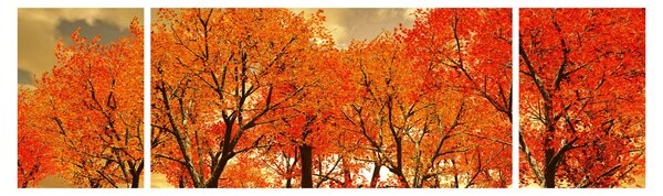 Obraz - Podzim (170x50 cm)