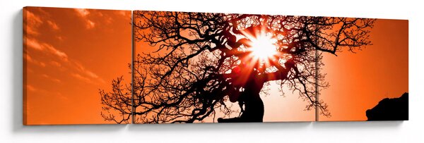 Obraz - Dub při západu slunce (170x50 cm)