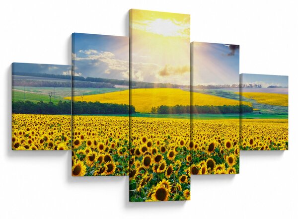 Obraz - Pole Slunečnic (125x70 cm)