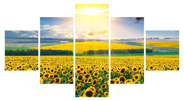 Obraz - Pole Slunečnic (125x70 cm)