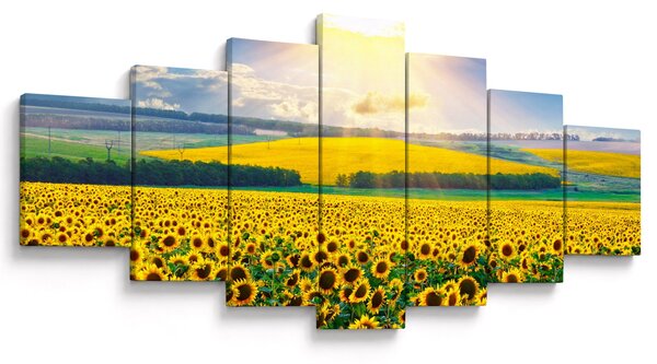 Obraz - Pole Slunečnic (210x100 cm)