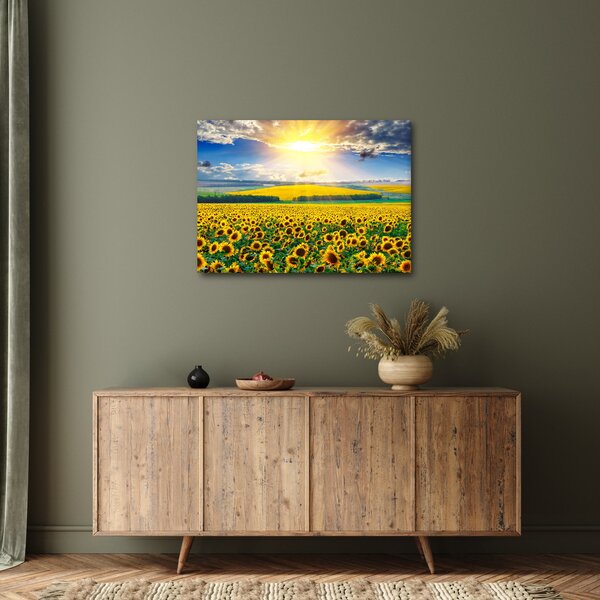Obraz - Pole Slunečnic (70x50 cm)