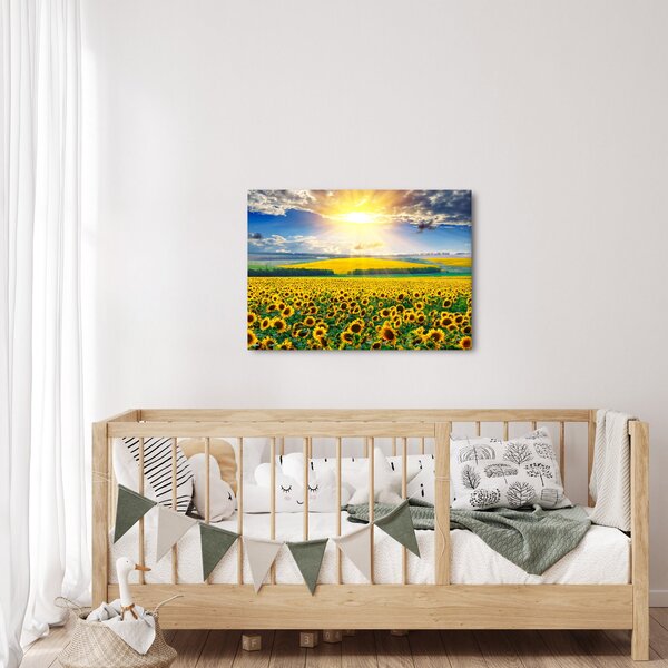 Obraz - Pole Slunečnic (70x50 cm)