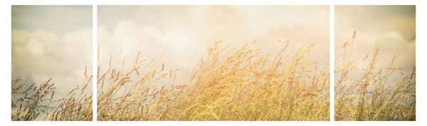 Obraz - Pole na podzim (170x50 cm)