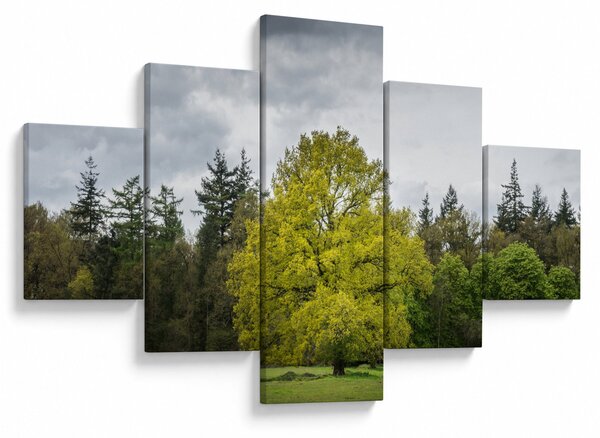 Obraz zeleného stromu uprostřed pole (125x70 cm)