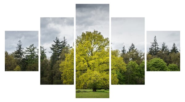 Obraz zeleného stromu uprostřed pole (125x70 cm)
