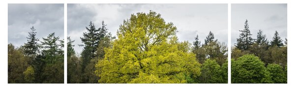 Obraz zeleného stromu uprostřed pole (170x50 cm)