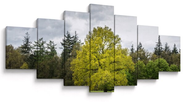 Obraz zeleného stromu uprostřed pole (210x100 cm)