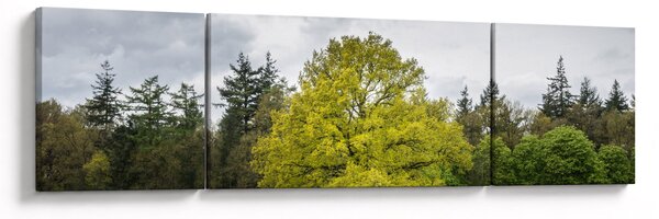 Obraz zeleného stromu uprostřed pole (170x50 cm)