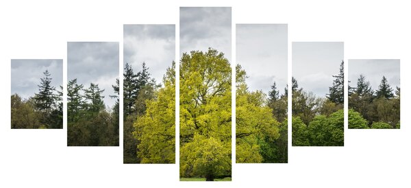Obraz zeleného stromu uprostřed pole (210x100 cm)