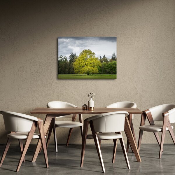 Obraz zeleného stromu uprostřed pole (70x50 cm)