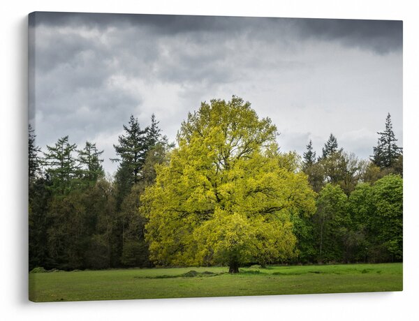 Obraz zeleného stromu uprostřed pole (70x50 cm)