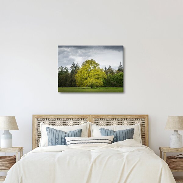 Obraz zeleného stromu uprostřed pole (70x50 cm)