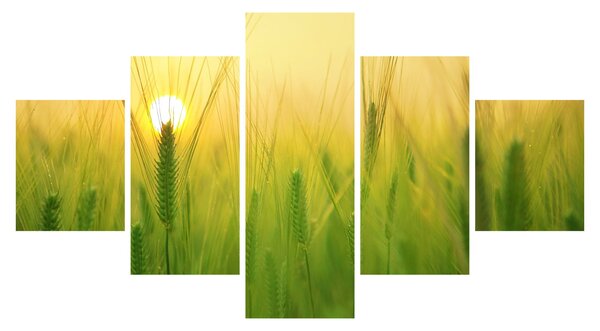 Obraz pole s obilím (125x70 cm)