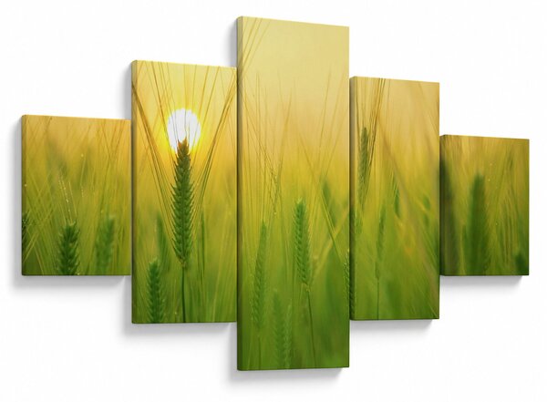 Obraz pole s obilím (125x70 cm)
