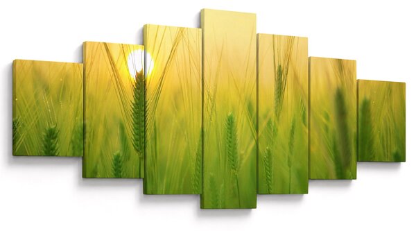 Obraz pole s obilím (210x100 cm)