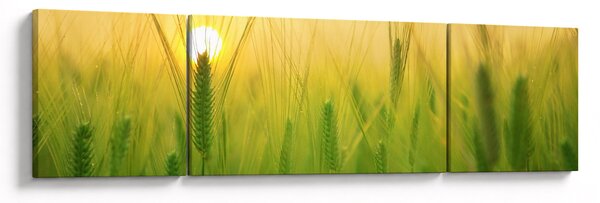 Obraz pole s obilím (170x50 cm)