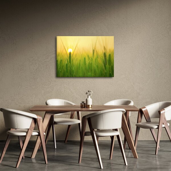 Obraz pole s obilím (70x50 cm)