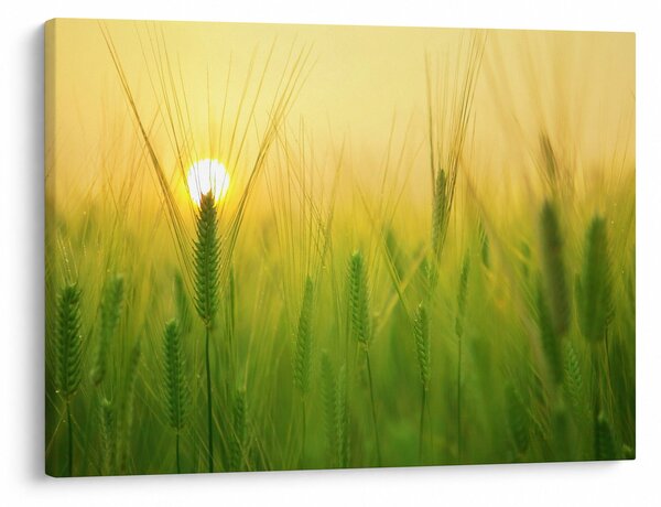 Obraz pole s obilím (70x50 cm)