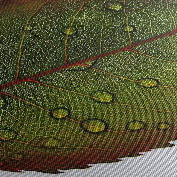 Obraz - List růže (210x100 cm)