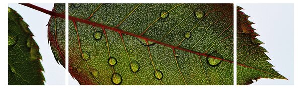 Obraz - List růže (170x50 cm)