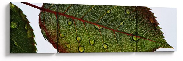 Obraz - List růže (170x50 cm)